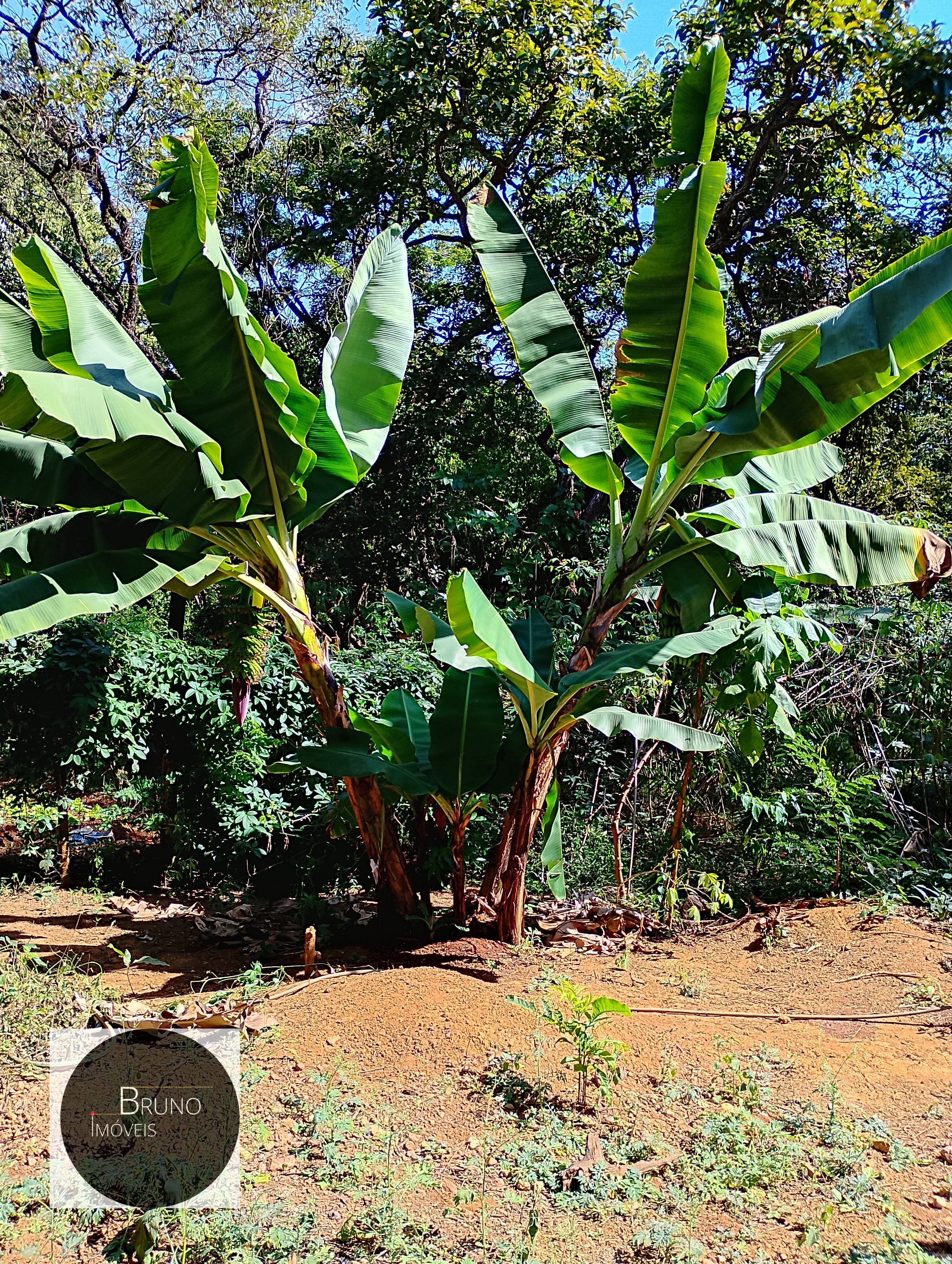 Cód.:48 - BELA CASA DE MADEIRA Á VENDA - MATOZINHOS - MG